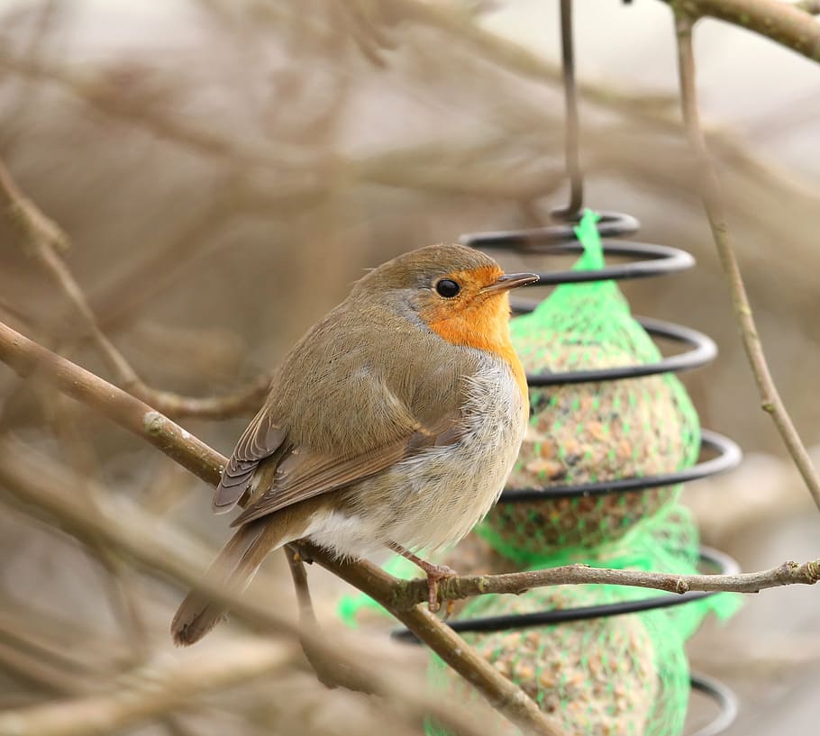 robins, bird, erithacus rubecula, feeding place, small birds, HD wallpaper