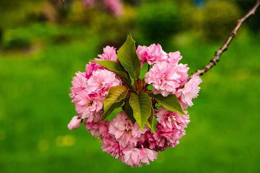 cherry, blossom, flower, spring, flowering plant, pink color HD wallpaper