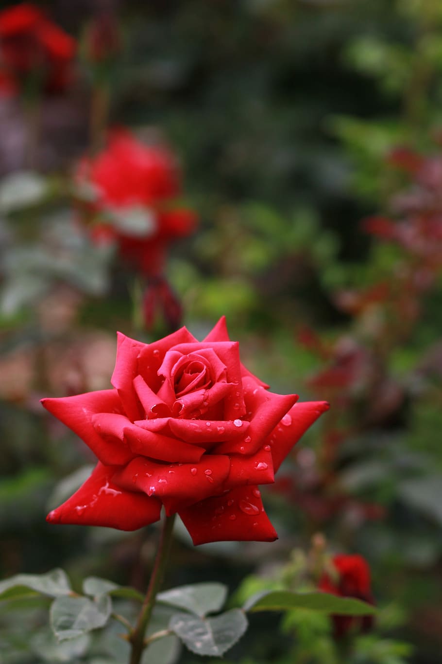 flowers, nature, plants, leaf, garden, rose, red rose, dew HD wallpaper