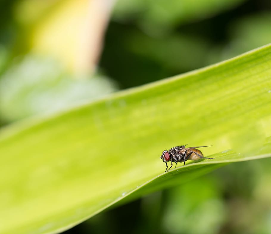 Stable Fly Macro, macro photography of fly, leaf, green, bug HD wallpaper