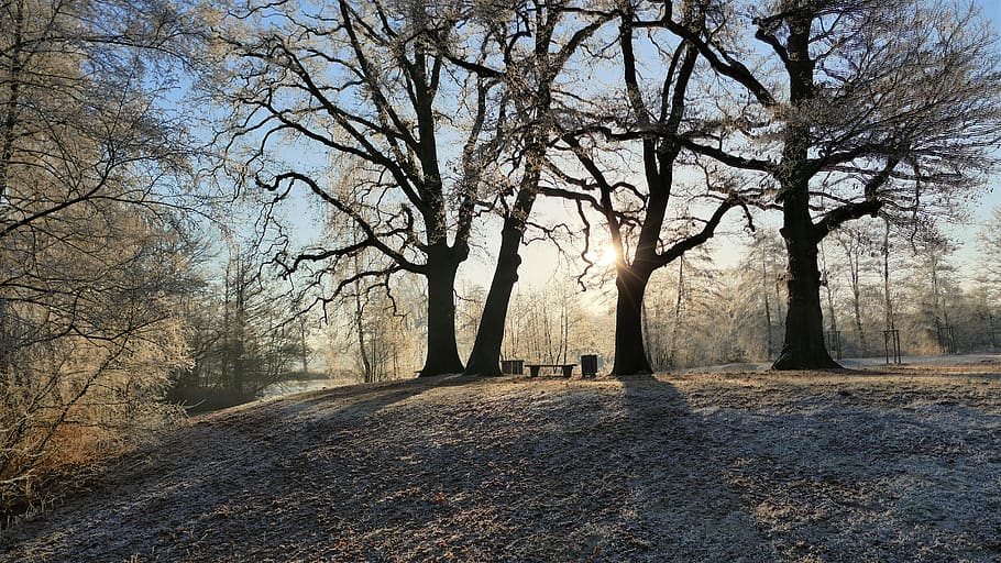 wintry, winter, mood, backlighting, winter magic, tree, plant HD wallpaper