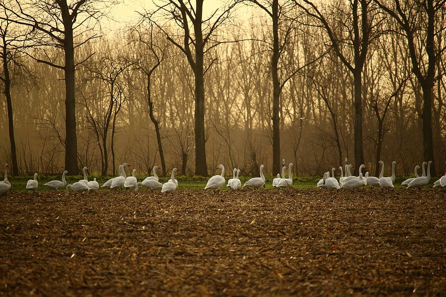 whooper swan, swans, field, arable, autumn, migratory bird, HD wallpaper