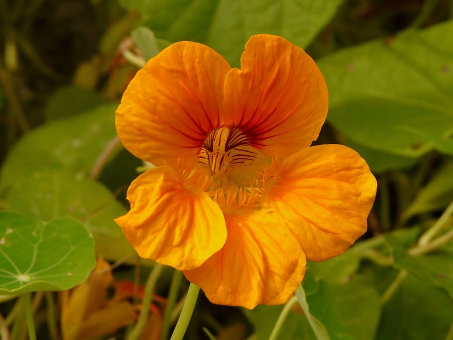 tropaeolum majus, nasturtium, carbine greenhouse, tropaeolaceae, HD wallpaper