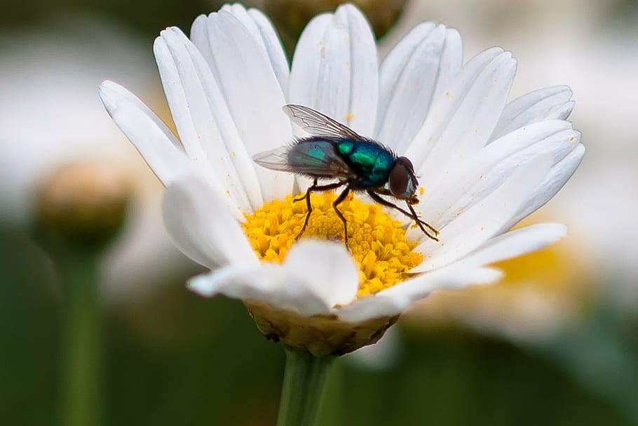 daisy, fly, flower, insect, flowering plant, invertebrate, animal themes HD wallpaper