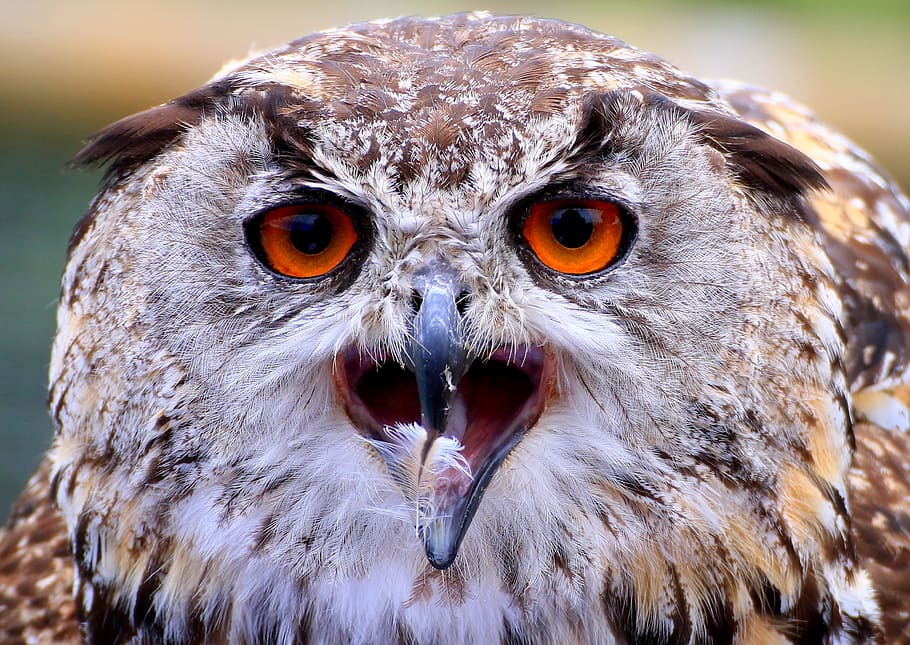 owl, bill, feather, eye, bird, plumage, raptor, animal world HD wallpaper