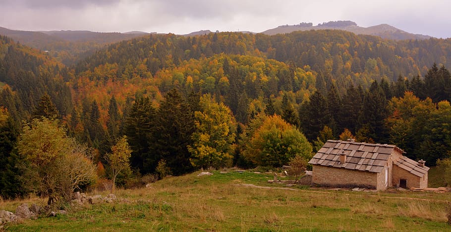 forest, autumn, alm, trees, landscape, mountain, the european path, HD wallpaper