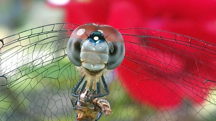 dragonfly, rose, nature, animal, insect, close-up, animal Wing HD wallpaper