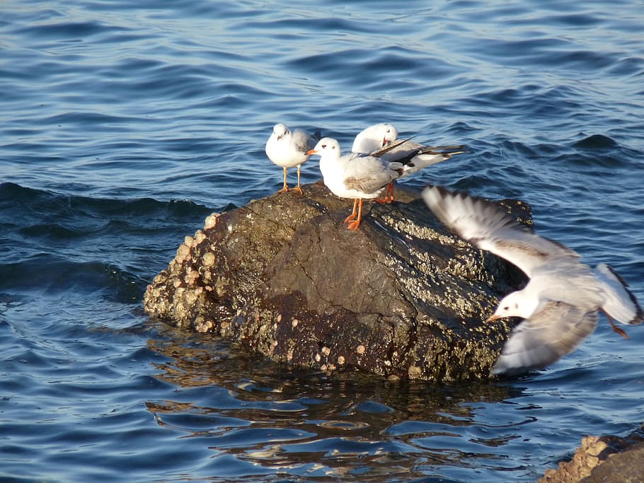 seagull, cliff, bird, animal themes, vertebrate, water, animal wildlife HD wallpaper