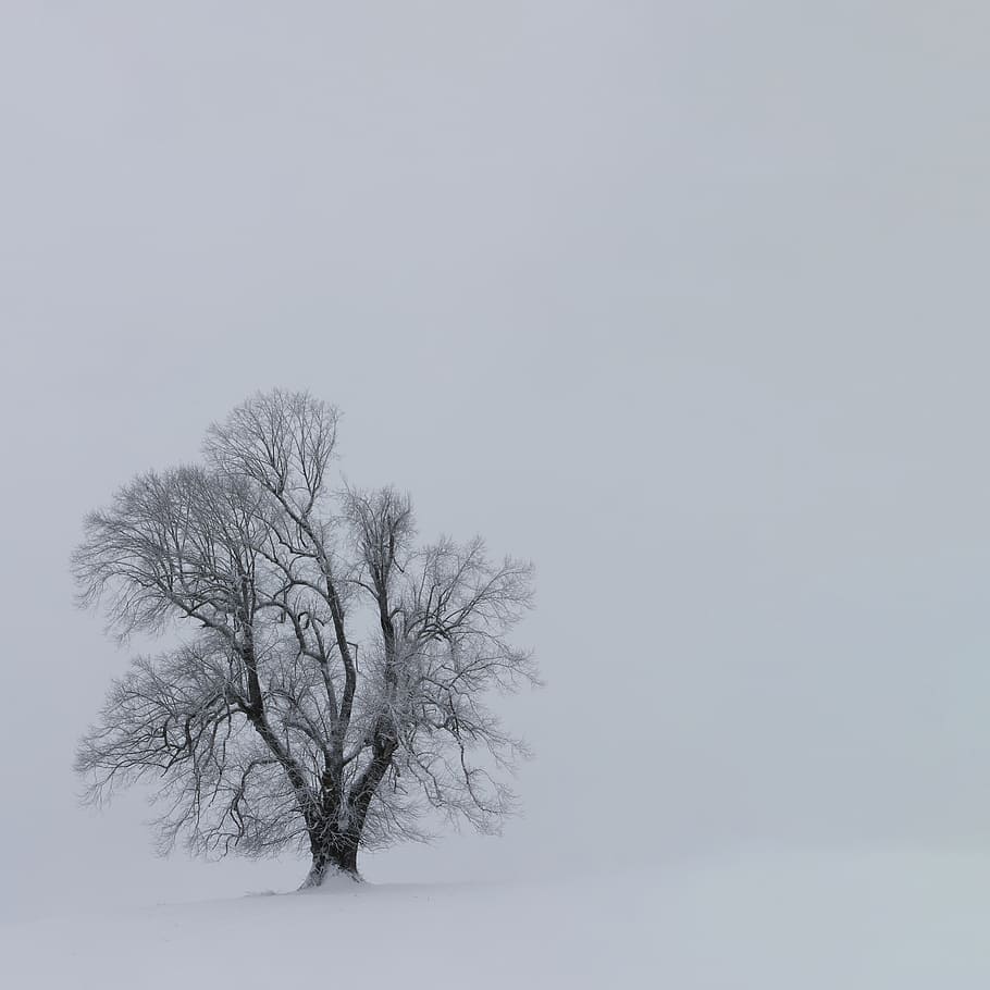 tree, banch, plant, nature, outdoor, snow, bare tree, beauty in nature HD wallpaper