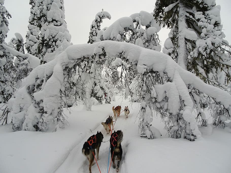 Finland, Winter, Wintry, Lapland, Cold, snow, snowy, landscape HD wallpaper