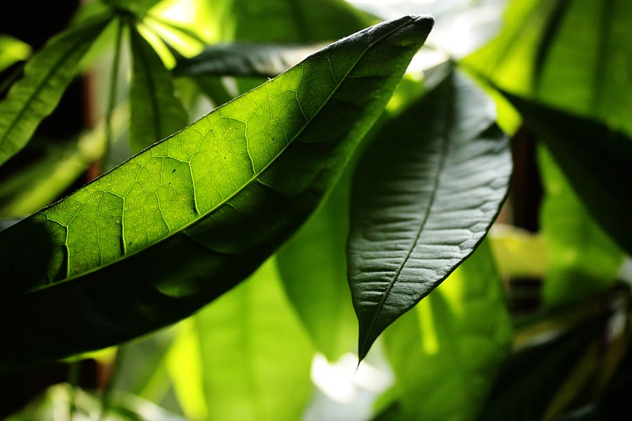 leaf, nature, plant, green, summer, leaves, garden, spring HD wallpaper