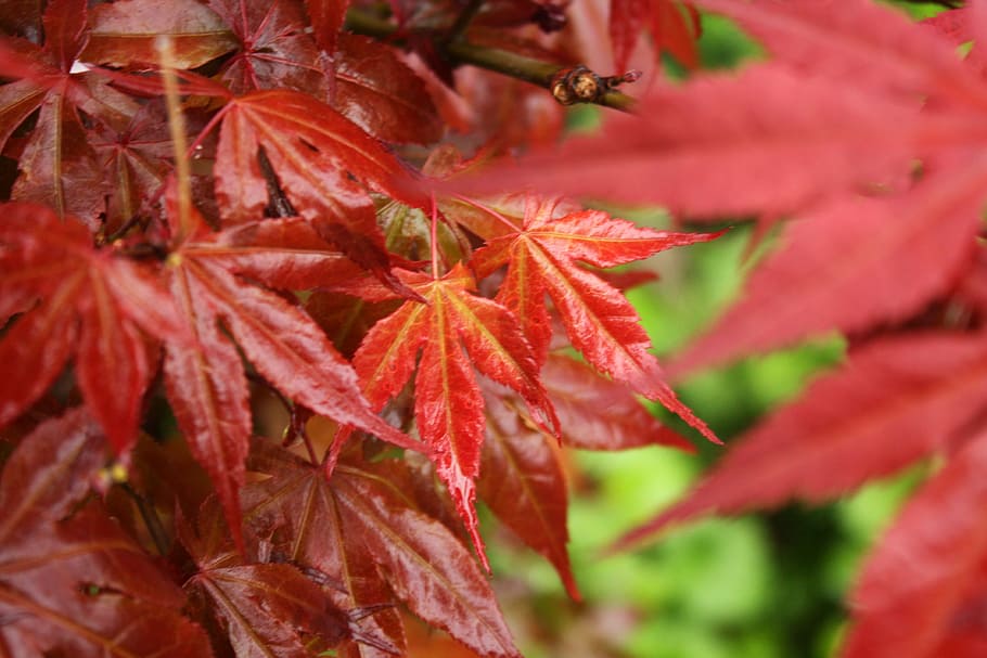 leaf, maple, red, plant part, autumn, close-up, change, beauty in nature HD wallpaper
