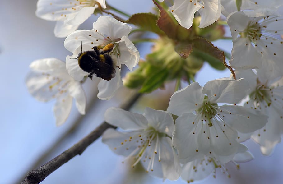 bourdon, cherry, spring, foraging, flower, white, nature, garden HD wallpaper