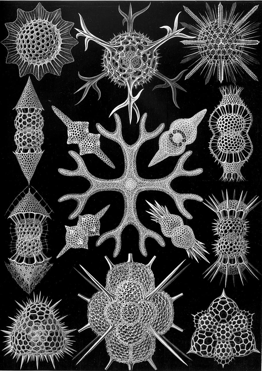 single celled organisms, radiolarians, spumellaria, haeckel
