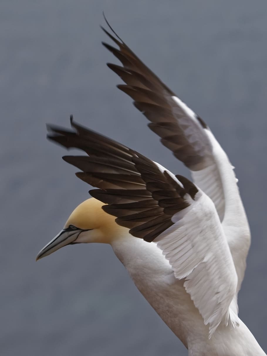 bird, animal world, nature, northern gannet, rock breeder, coastal bird, HD wallpaper