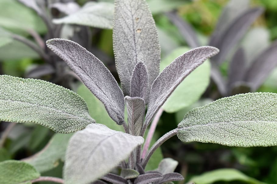 sage, plant, medicinal plant, nature, green, leaves, salvia, HD wallpaper