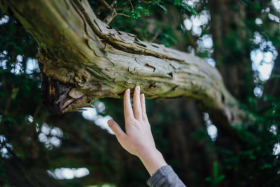 person's hand touching tree trunk, person holding brown tree trunk HD wallpaper