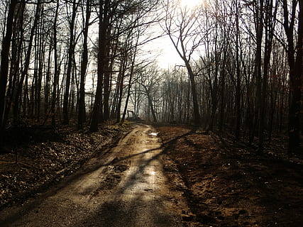 Forest, Path, Away, Mud, Nature, forest path, trees, trail HD wallpaper