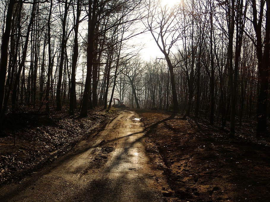 Forest, Path, Away, Mud, Nature, forest path, trees, trail HD wallpaper