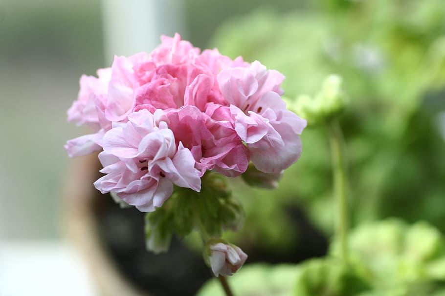 geranium, flowers, flowering plant, pink color, beauty in nature HD wallpaper