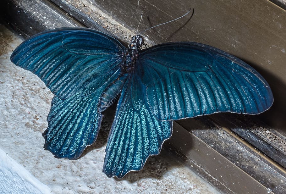 blue butterfly decor, insect, large, huge, one animal, no people HD wallpaper