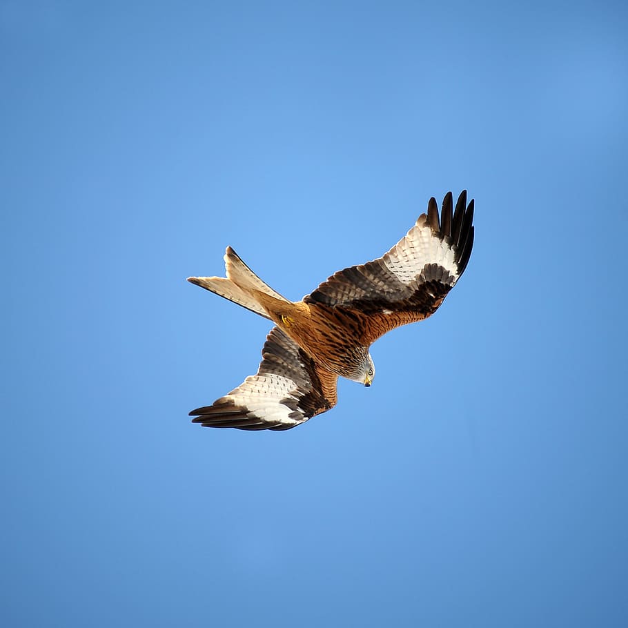 red kite, fork consecration, king's consecration, bird, raptor HD wallpaper