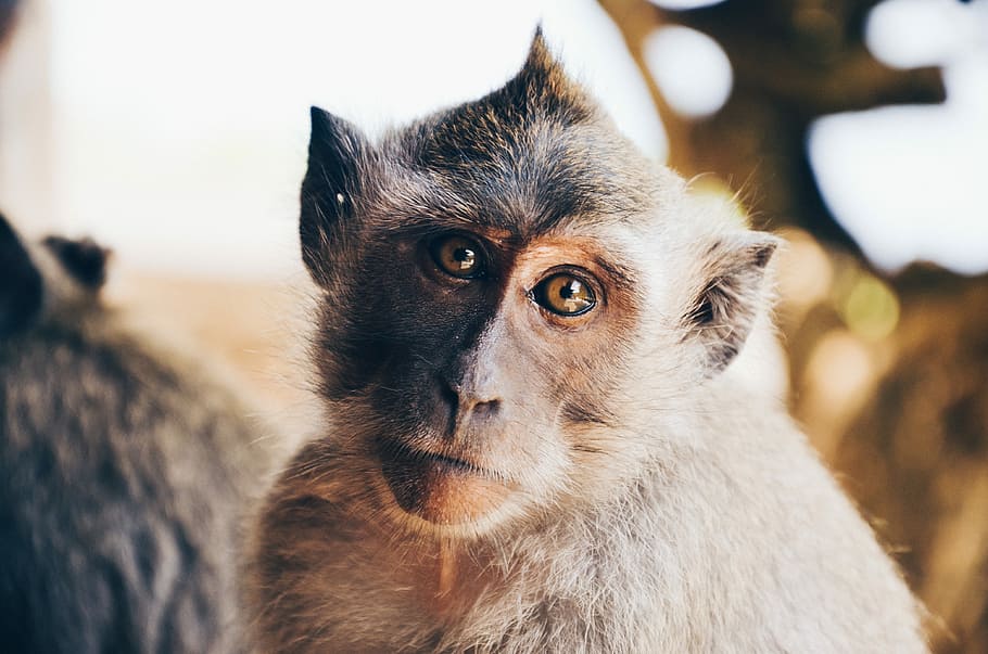 tilt shift lens photography of monkey, brown monkey in shallow photography HD wallpaper