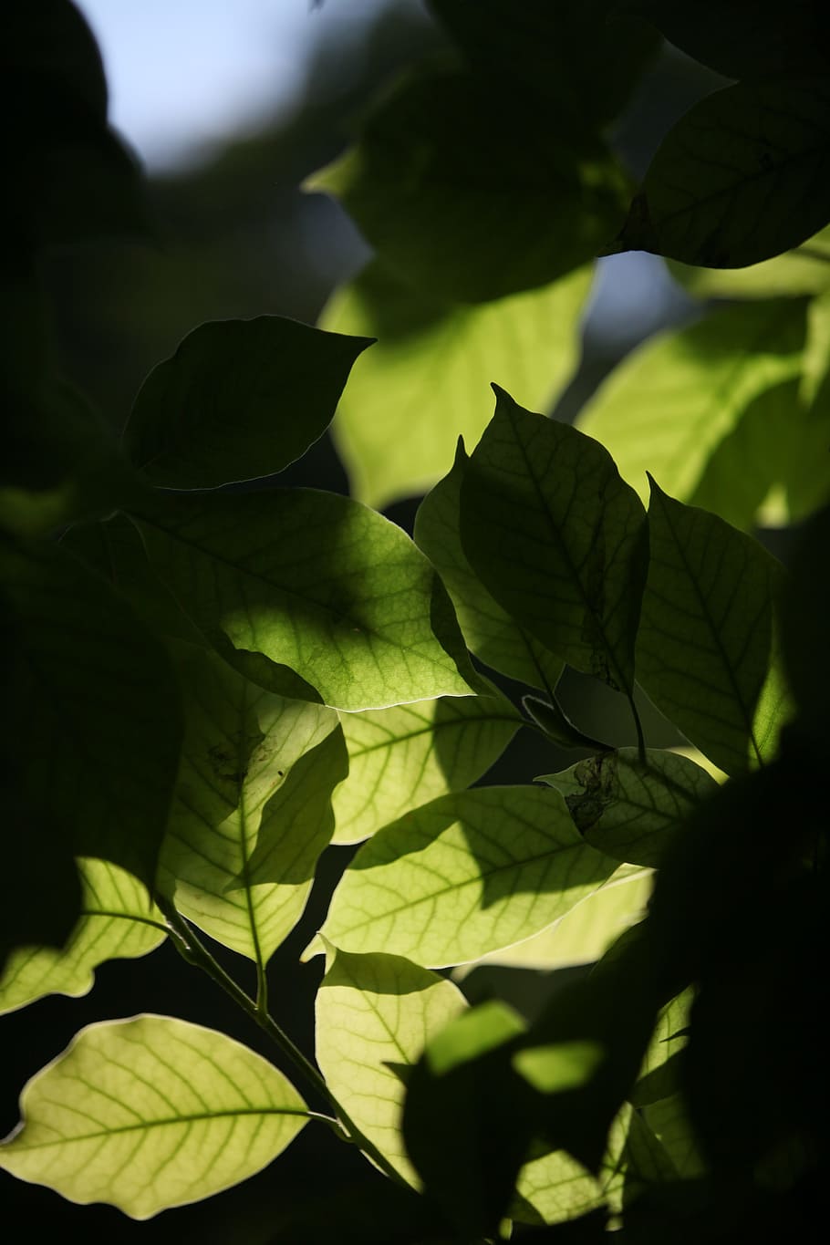 Foliage, Transparency, Against The Light, leaf, green color HD wallpaper