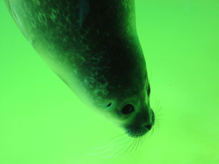 Seal, Head, Snout, Robbe, Aquarium, seal station, meeresbewohner HD wallpaper