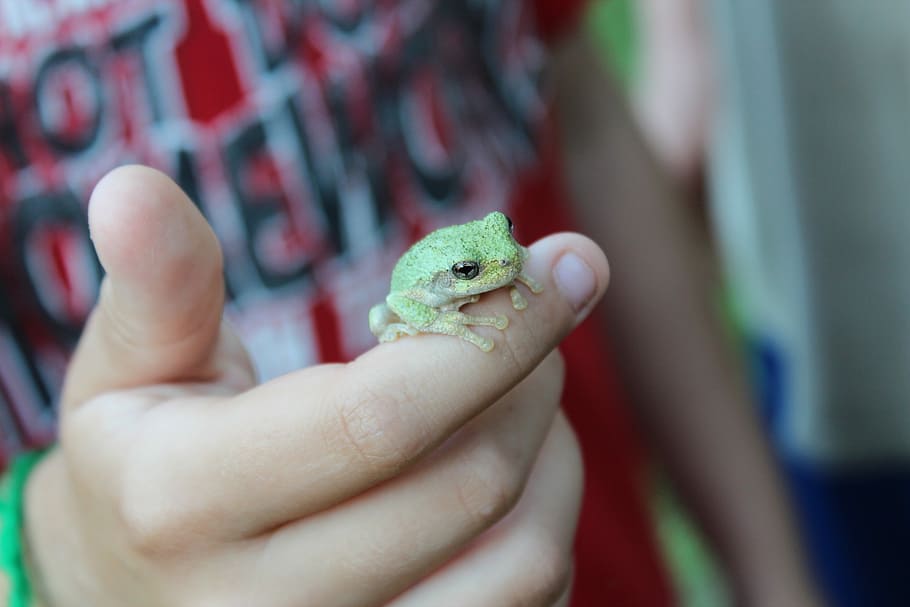 Toad, Close Up, Amphibian, one person, one animal, human body part HD wallpaper