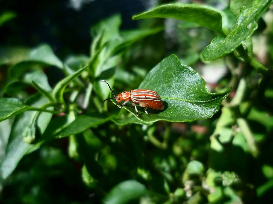 Insect, Ladybug, Macro, Animal, Beetle, small, green, one animal HD wallpaper
