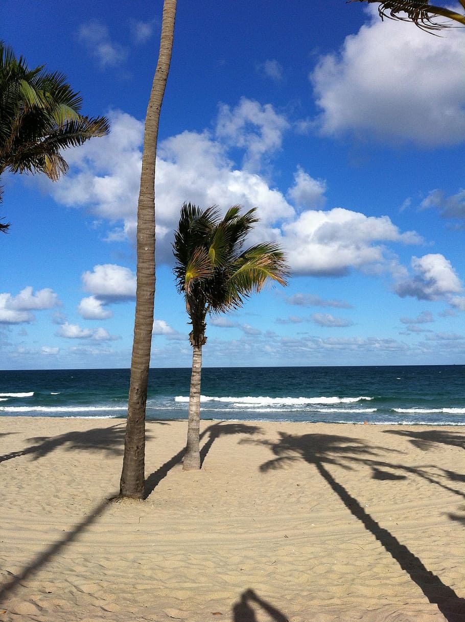 palms, beach, sand, sky, ocean, clouds, florida, sea, water HD wallpaper