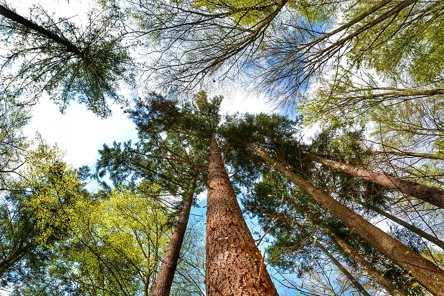 Forest, Tree, Nature, Clouds, Sky, trees, perspective, high HD wallpaper