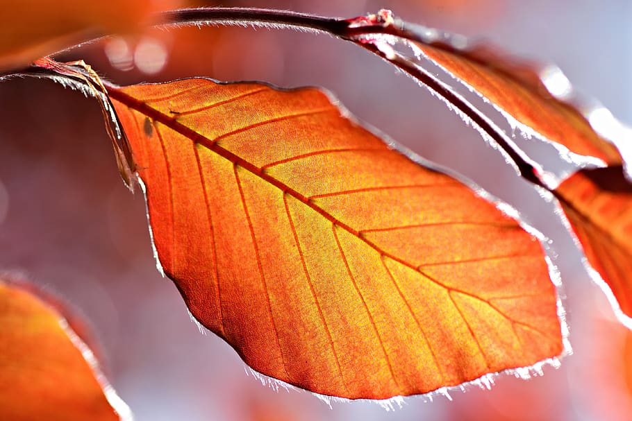 leaf, tree, foliage, vein, pattern, spring time, natural color HD wallpaper