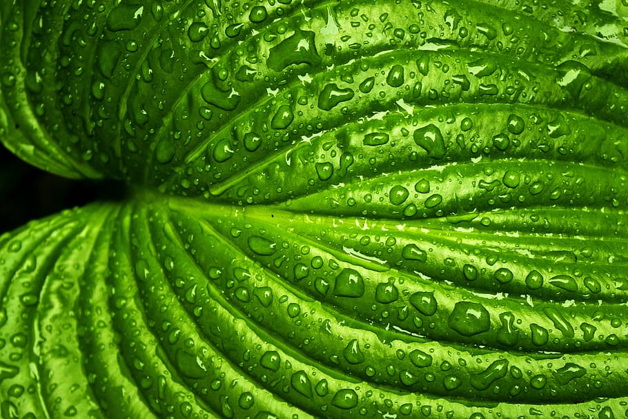 macro photography of green leaf with water dew, rain, spring HD wallpaper