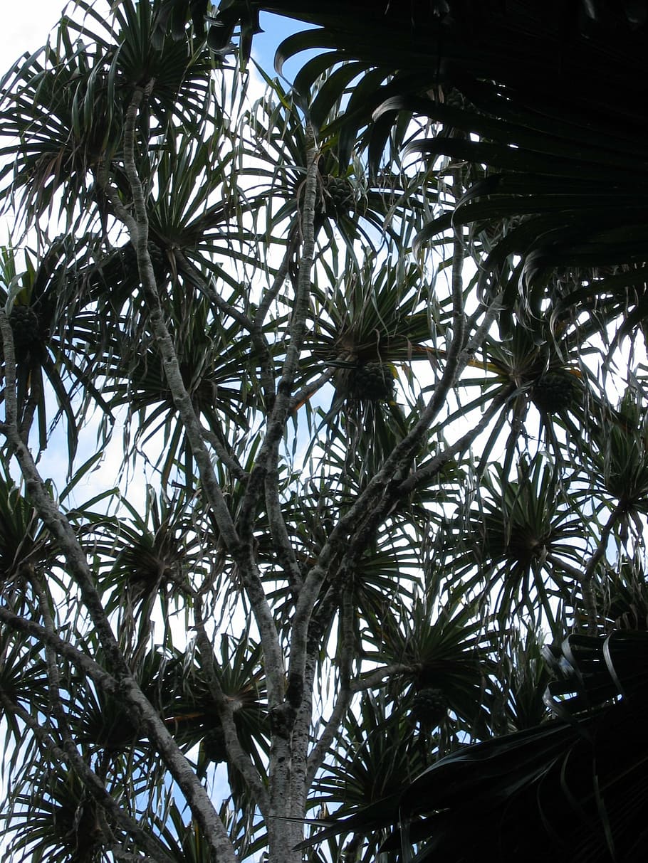 tree, pattern, plant, tropical, exotic, back light, palm, sky HD wallpaper