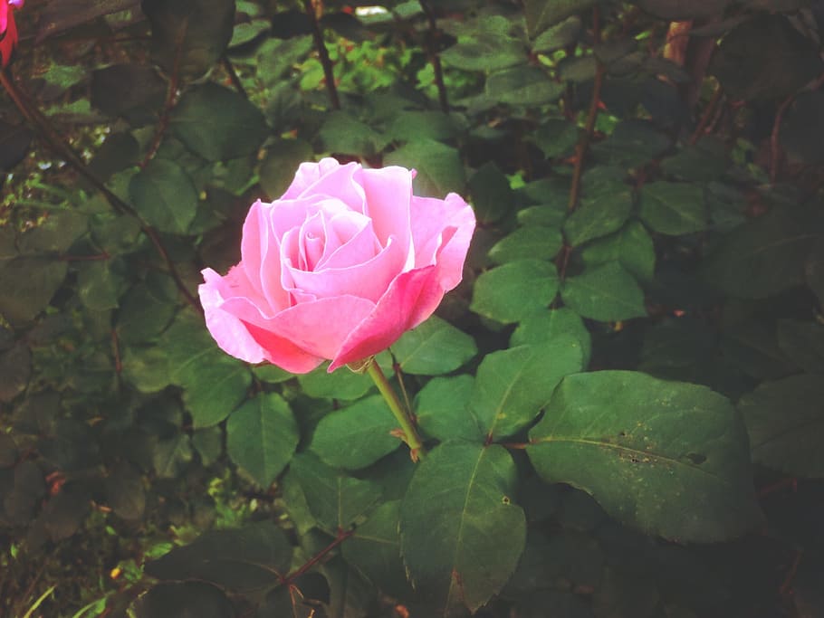 pink, rose, flower, plant, beauty in nature, flowering plant HD wallpaper
