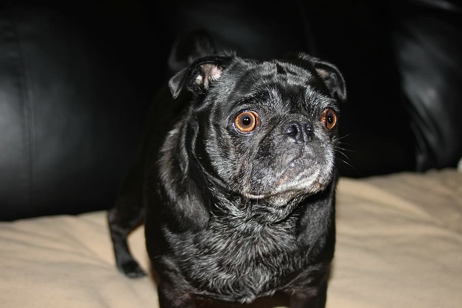 Dog, Pet, Pug, Animal, Canine, black, puppy, domestic, mammal HD wallpaper