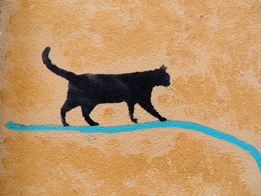 cat walking on blue line wall painting, padova, graffiti, artist HD wallpaper