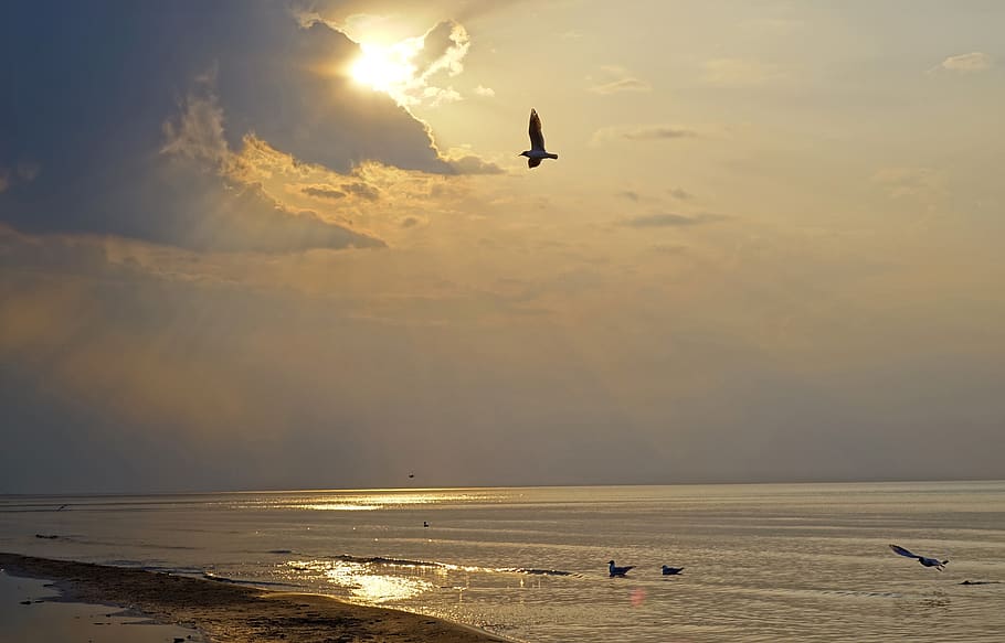 sunset, beach, sea, sky, water, bird, flying, beauty in nature HD wallpaper
