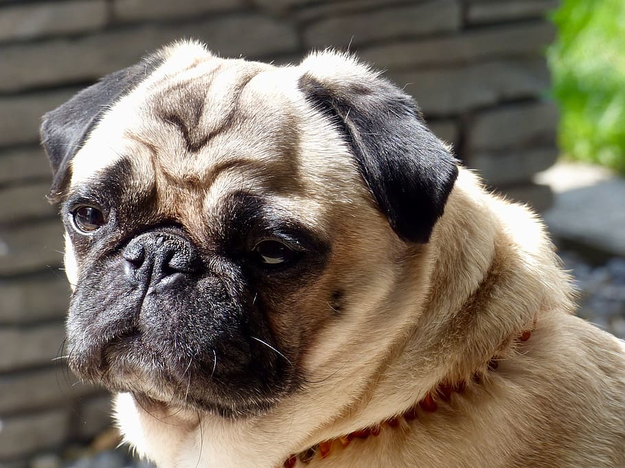 selective focus photography fawn pug, Portrait, Dog, one animal HD wallpaper
