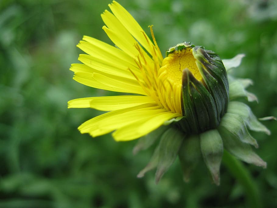 dandelion, nature, spring, spring flower, yellow, flowering plant HD wallpaper