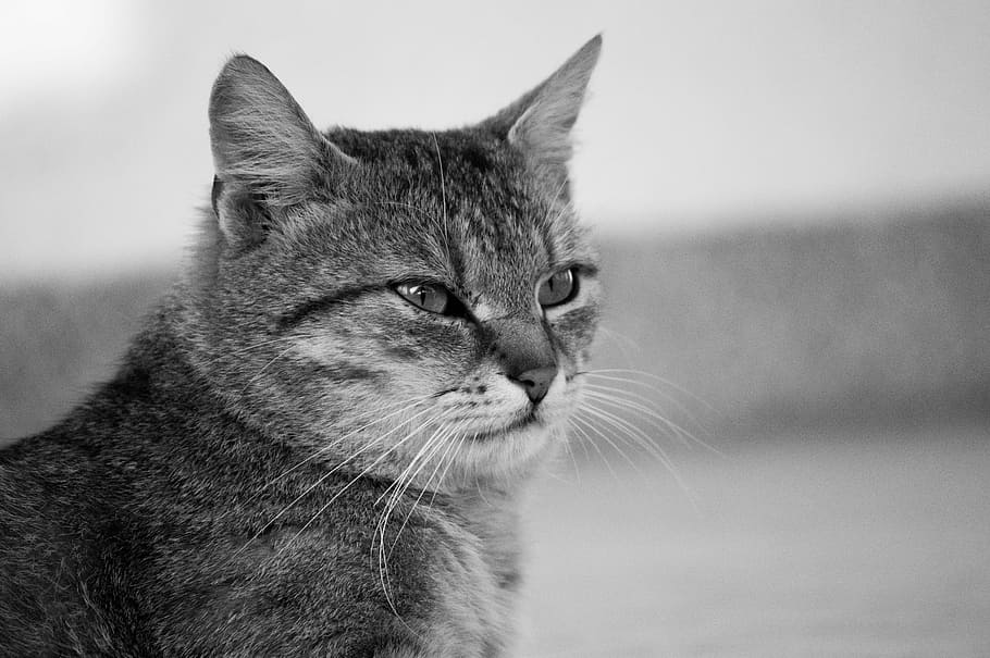 cat, tom-cat, satisfied, domestic Cat, animal, pets, black And White HD wallpaper