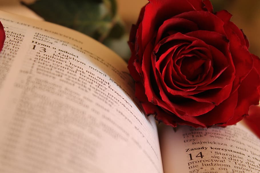 red rose on opened book, paper, the scriptures, god, love, rose - Flower HD wallpaper