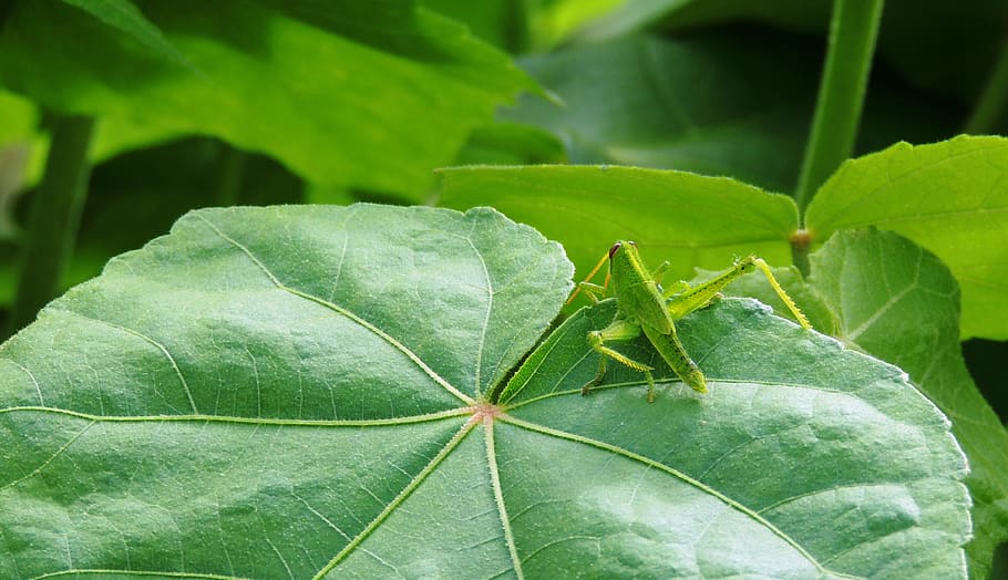 insect, macro, garden, cricket, armenia, leaf, plant part, green color HD wallpaper