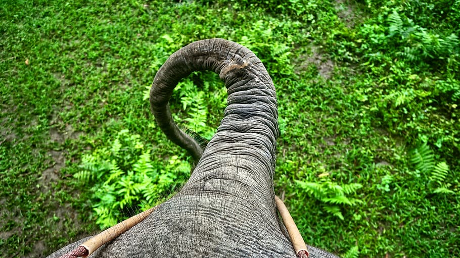 closeup photo of elephant's trunk, top view of animal tail, ground HD wallpaper