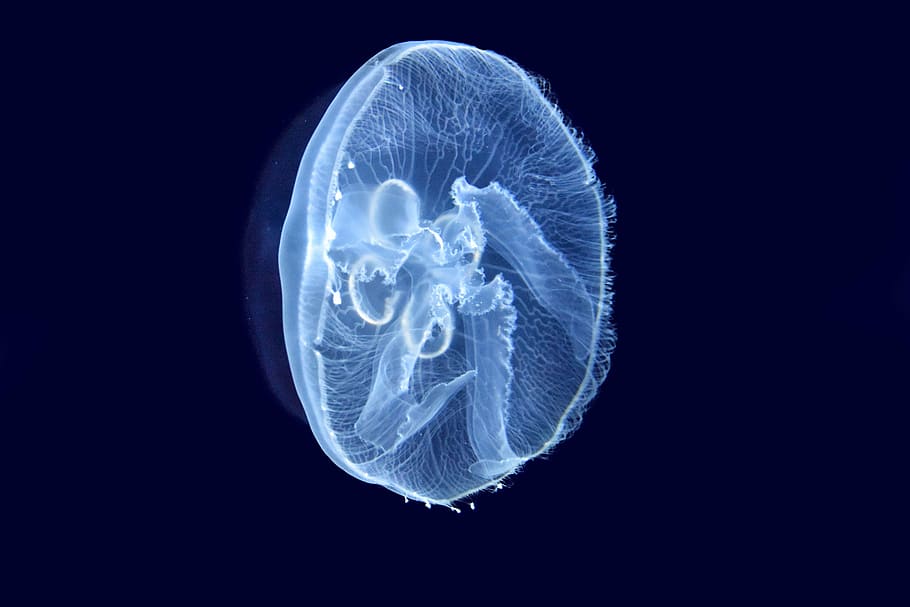 blue jellyfish digital wallpaper, sea, cnidarians, marine animal