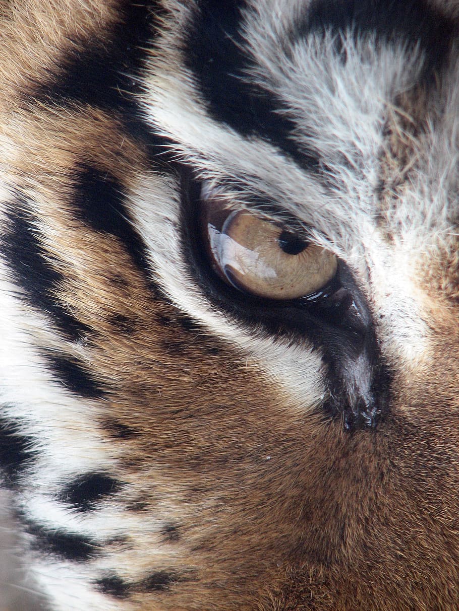 closeup photo of brown and white owl, tiger, eye, siberian tiger, HD wallpaper