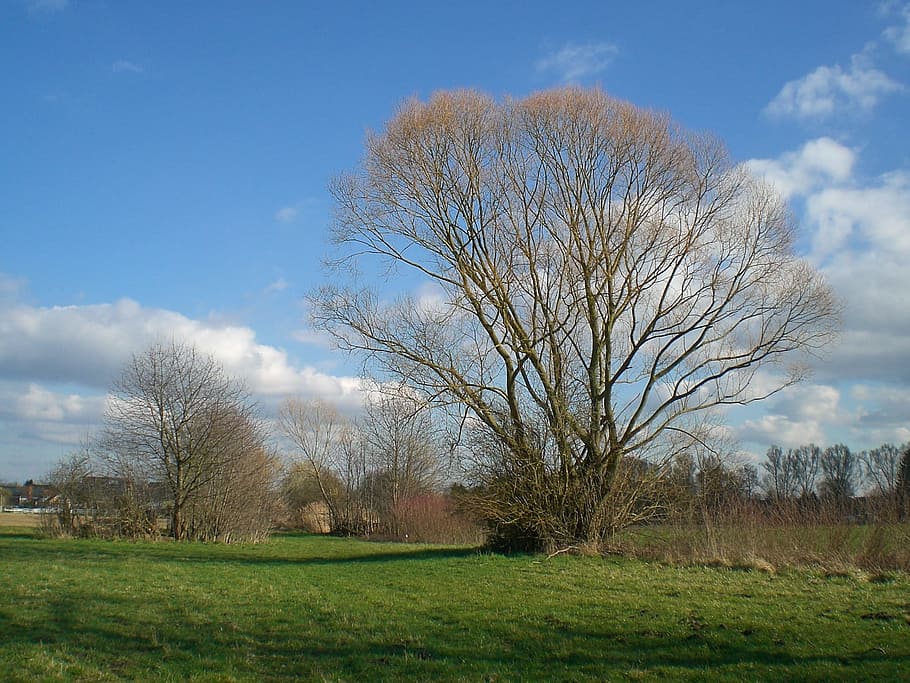 Tree, Meadow, Spring, Nature, silence awakening, atmospheric HD wallpaper