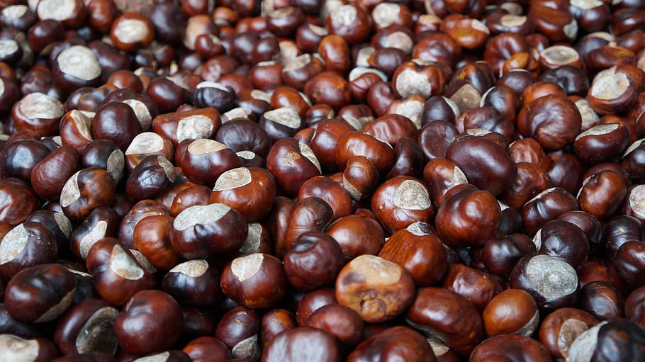 Chestnut Background. Image & Photo (Free Trial) | Bigstock